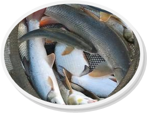 Barbi Comiso e Breme dopo una bella giornata in pesca